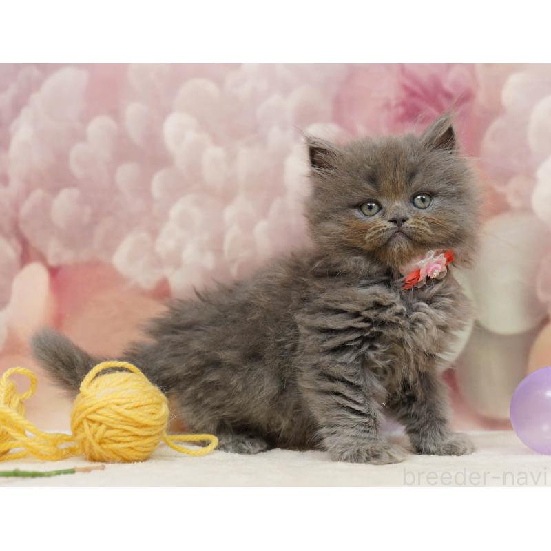 販売中の埼玉県のラガマフィン-138576の9枚目