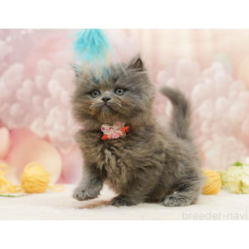 販売中の埼玉県のラガマフィン-138576の8枚目