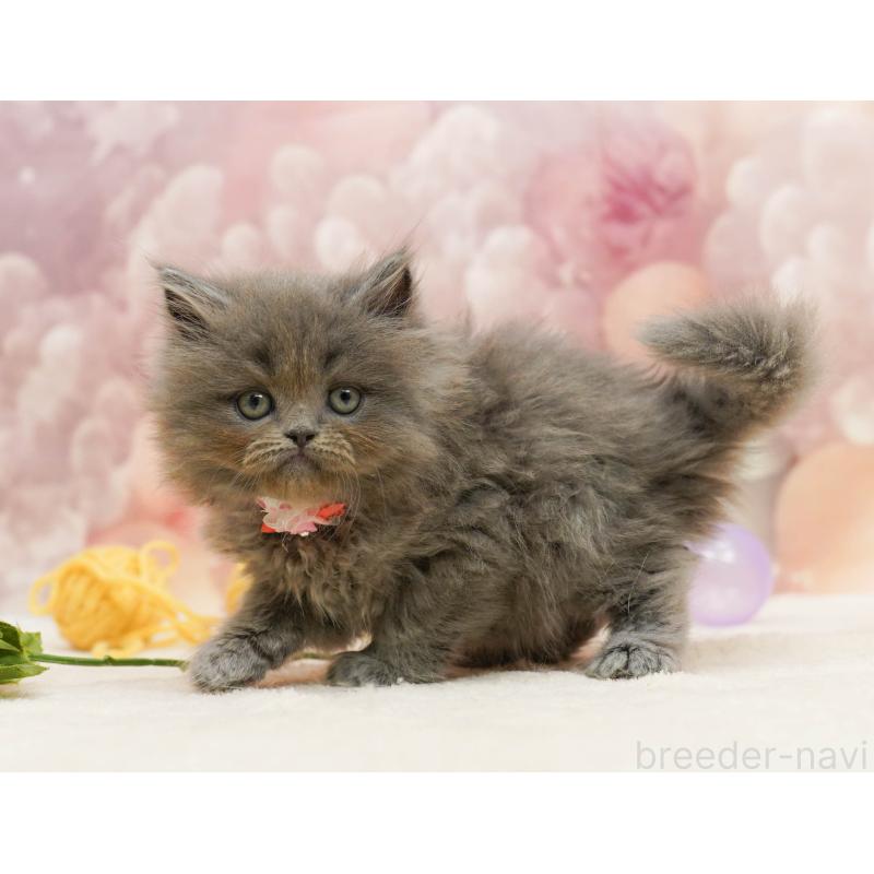 販売中の埼玉県のラガマフィン-138576の6枚目