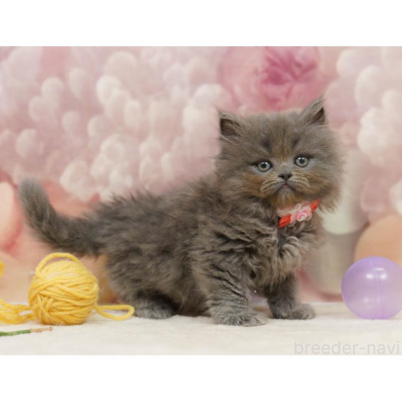 販売中の埼玉県のラガマフィン-138576の4枚目