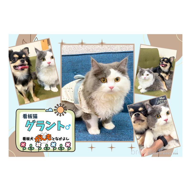 販売中の埼玉県のミヌエット-138575の11枚目