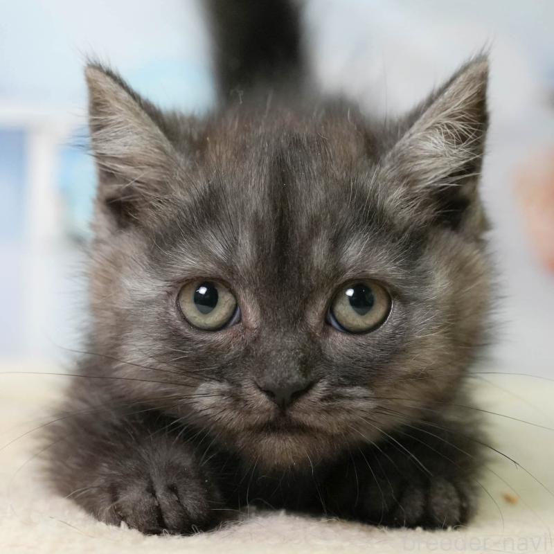 販売中の埼玉県のミヌエット-138575