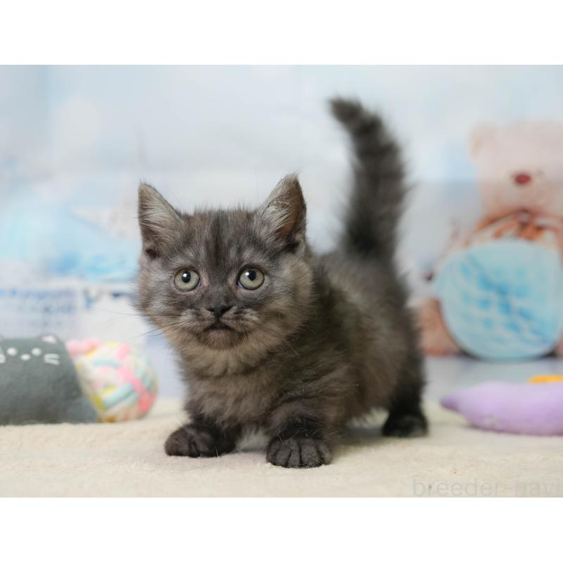 販売中の埼玉県のミヌエット-138575の10枚目