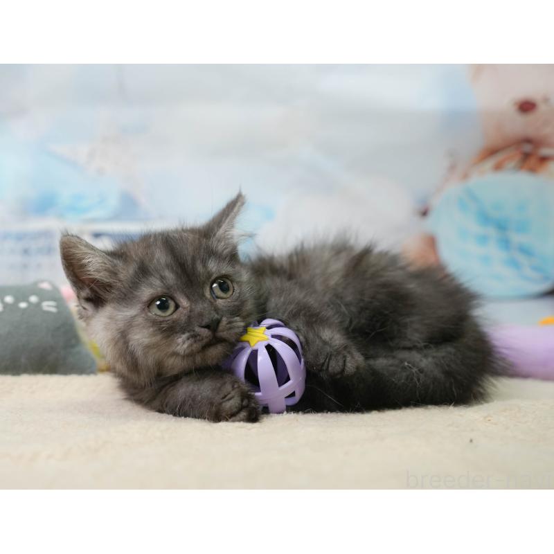 販売中の埼玉県のミヌエット-138575の9枚目