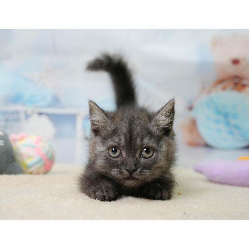 販売中の埼玉県のミヌエット-138575の6枚目