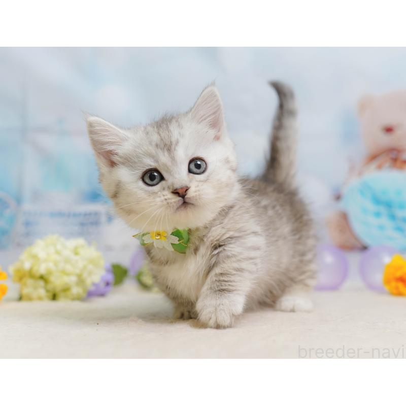 販売中の埼玉県のミヌエット-138577の9枚目