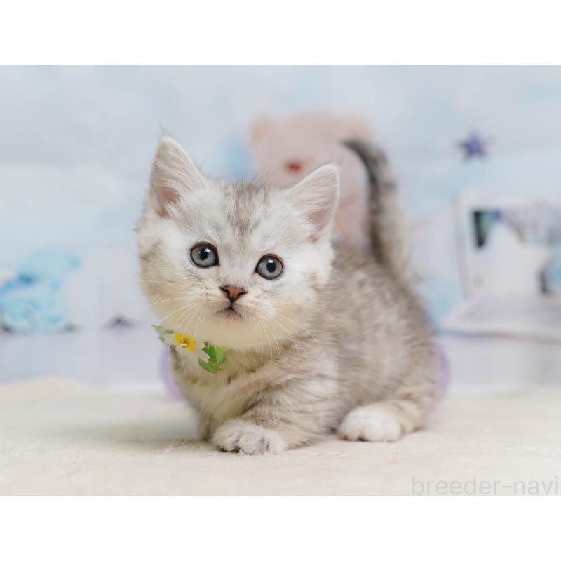 販売中の埼玉県のミヌエット-138577の8枚目