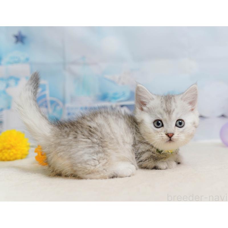 販売中の埼玉県のミヌエット-138577の7枚目