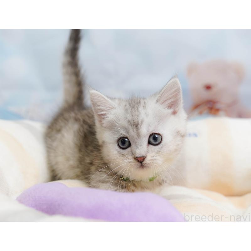 販売中の埼玉県のミヌエット-138577の6枚目