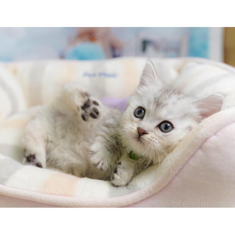 販売中の埼玉県のミヌエット-138577の5枚目