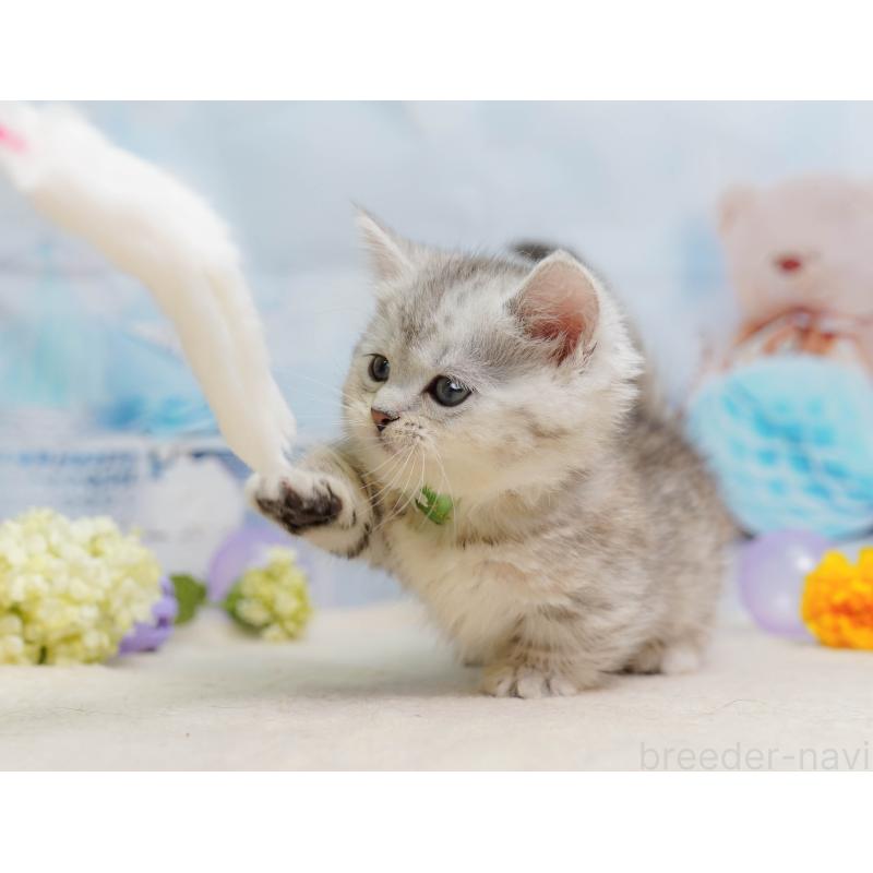 販売中の埼玉県のミヌエット-138577の4枚目