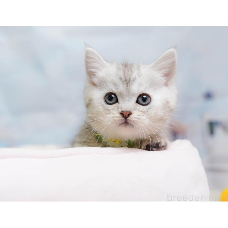 販売中の埼玉県のミヌエット-138577の2枚目