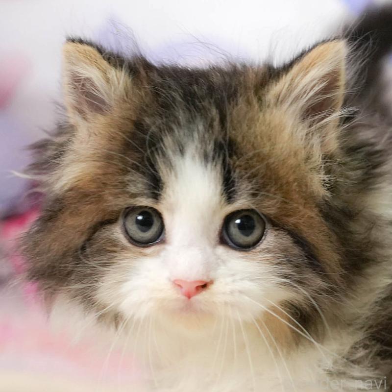 販売中の埼玉県のミヌエット-138572