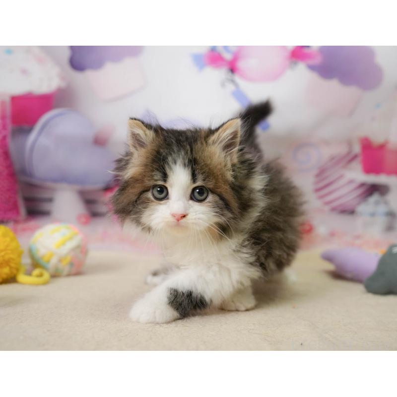 販売中の埼玉県のミヌエット-138572の9枚目