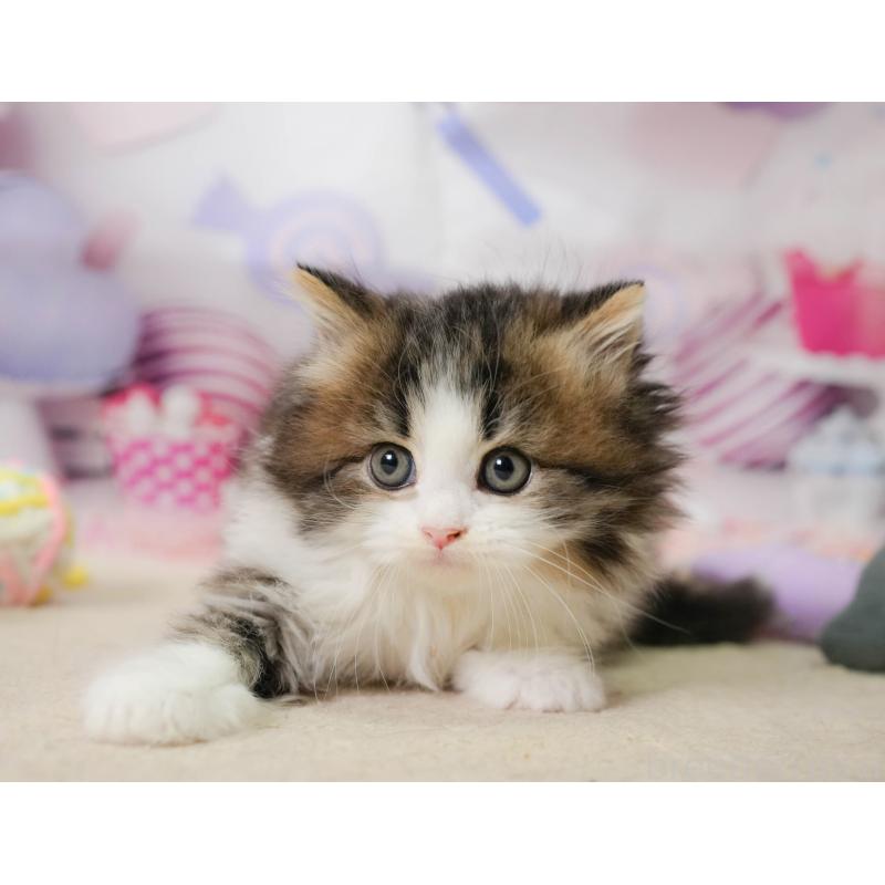 販売中の埼玉県のミヌエット-138572の8枚目