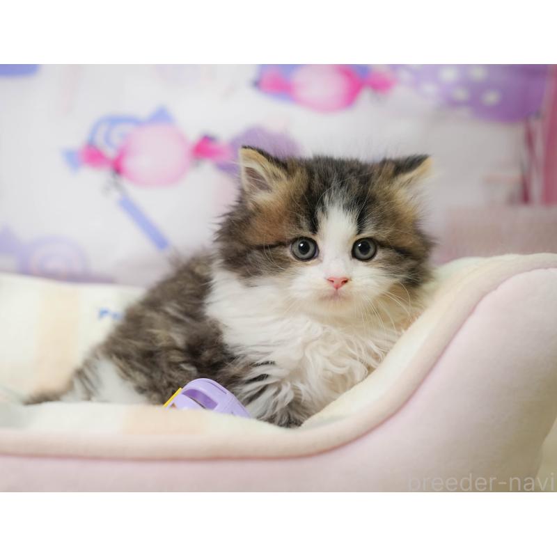 販売中の埼玉県のミヌエット-138572の6枚目