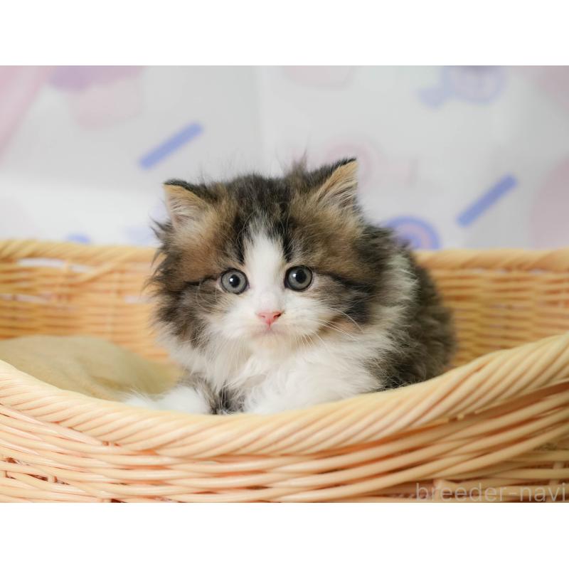 販売中の埼玉県のミヌエット-138572の3枚目