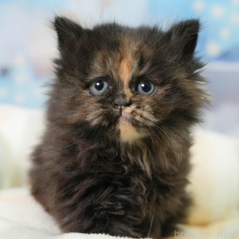 販売中の埼玉県のミヌエット-138571