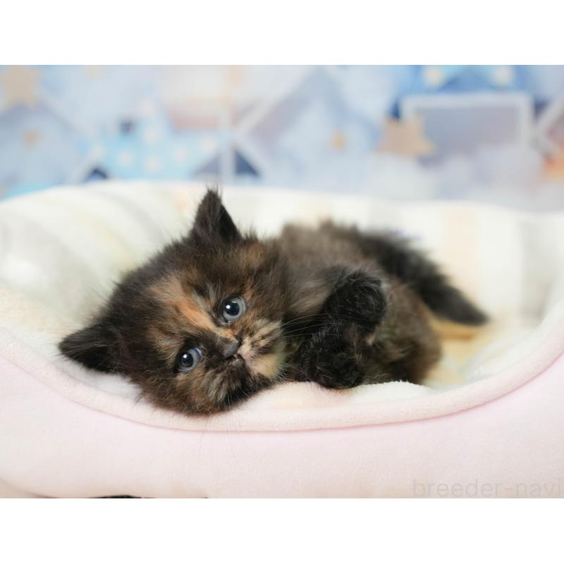 販売中の埼玉県のミヌエット-138571の10枚目