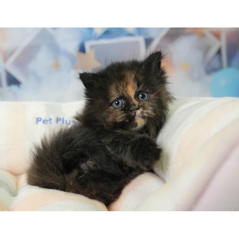 販売中の埼玉県のミヌエット-138571の8枚目