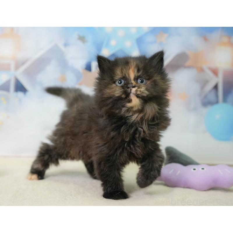 販売中の埼玉県のミヌエット-138571の4枚目