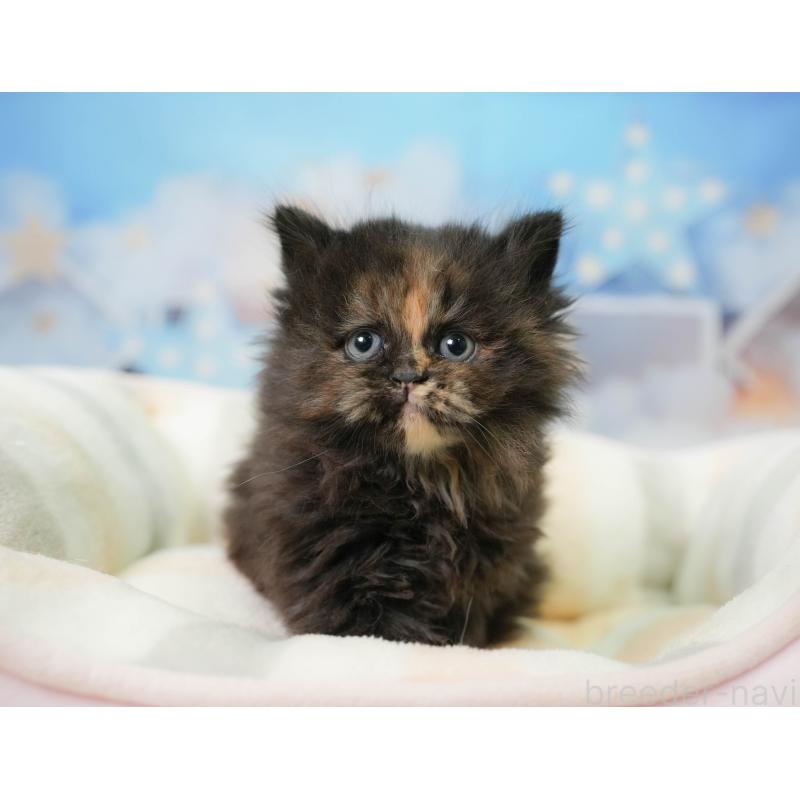 販売中の埼玉県のミヌエット-138571の3枚目