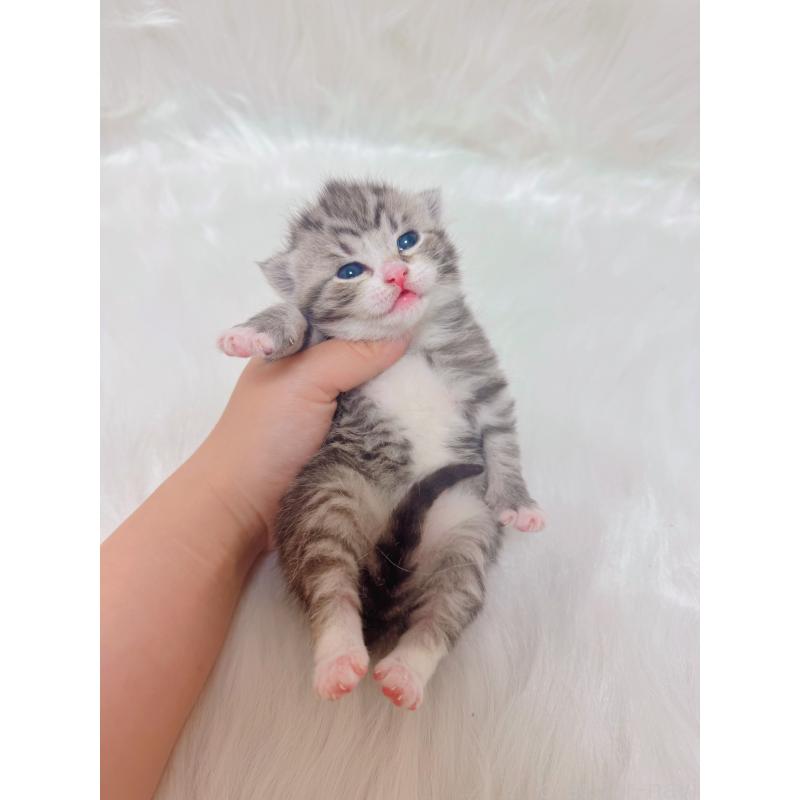 販売中の千葉県のマンチカン-137890の5枚目