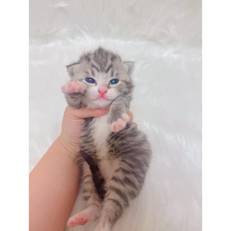 販売中の千葉県のマンチカン-137890の4枚目