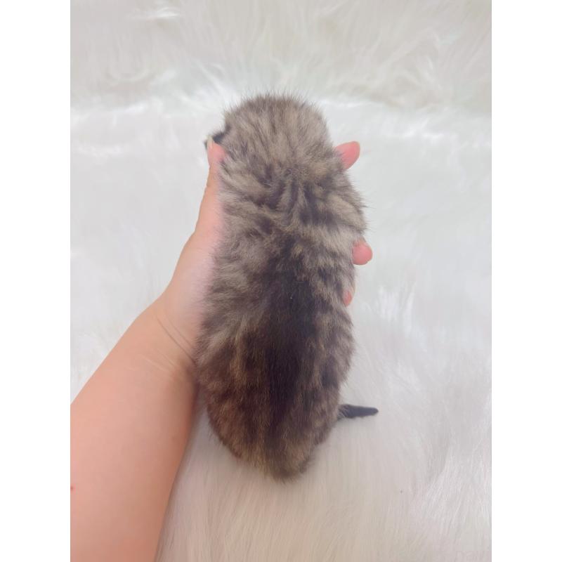 販売中の千葉県のマンチカン-137890の3枚目