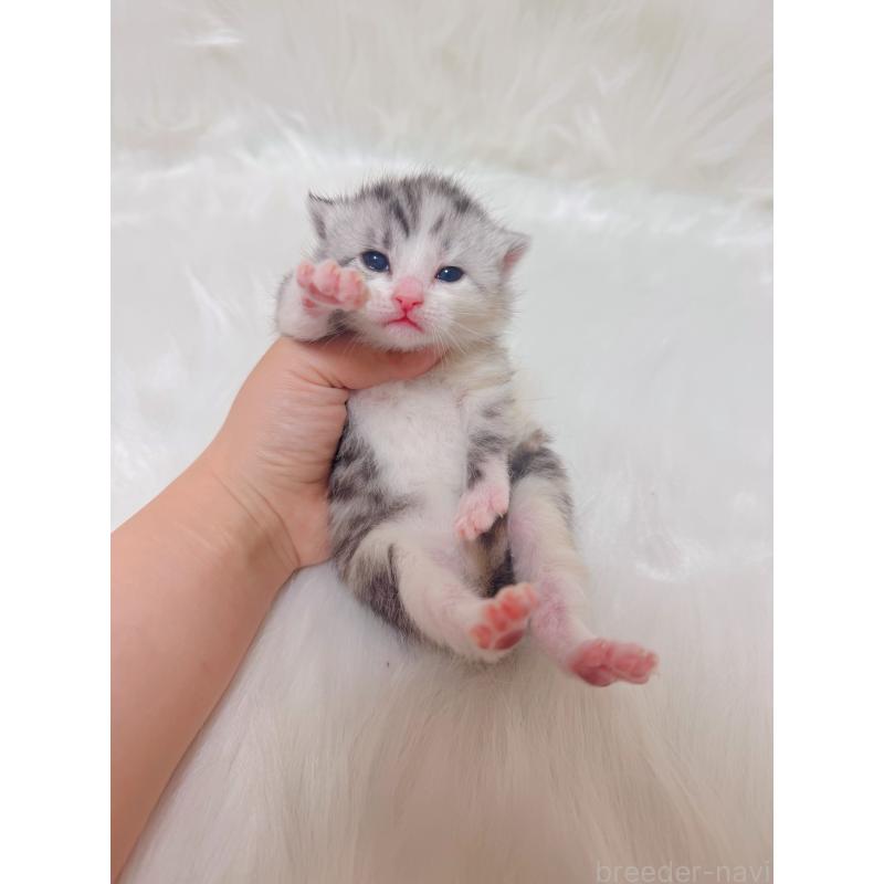 販売中の千葉県のマンチカン-137891の5枚目