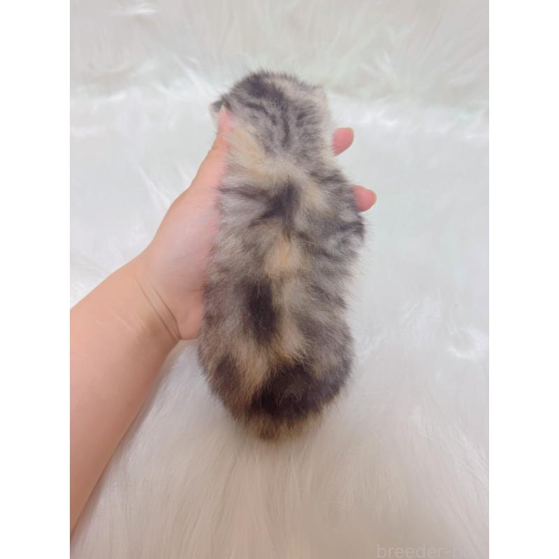 販売中の千葉県のマンチカン-137891の4枚目