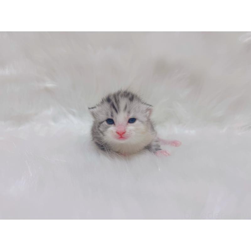 販売中の千葉県のマンチカン-137891の2枚目