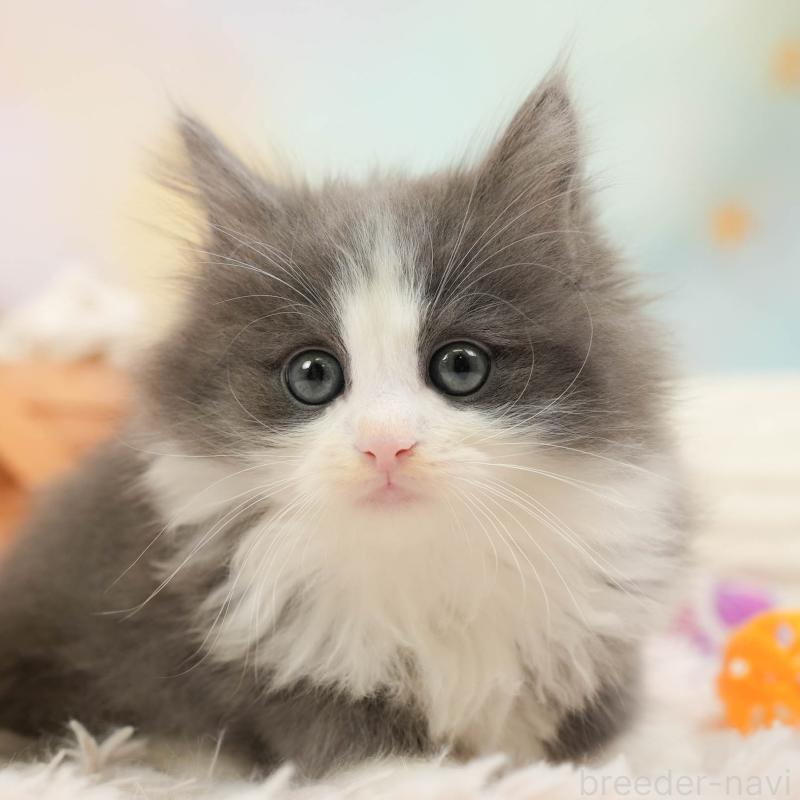 販売中の埼玉県のノルウェージャンフォレストキャット-138578