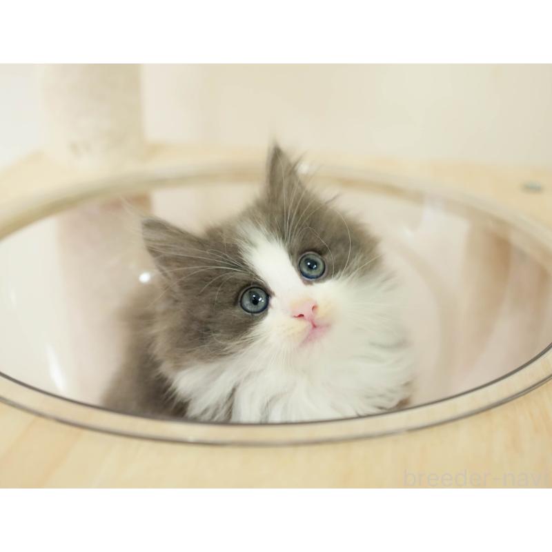 販売中の埼玉県のノルウェージャンフォレストキャット-138578の11枚目