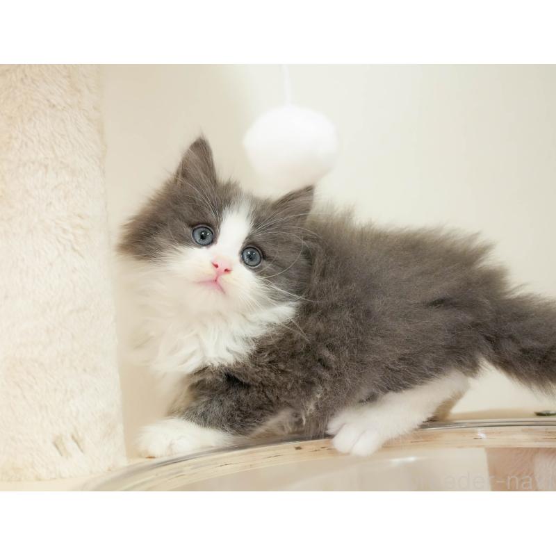 販売中の埼玉県のノルウェージャンフォレストキャット-138578の10枚目