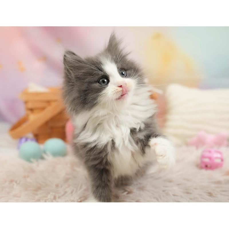 販売中の埼玉県のノルウェージャンフォレストキャット-138578の9枚目