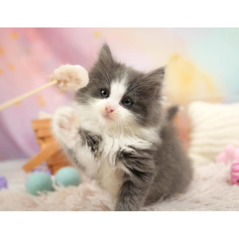 販売中の埼玉県のノルウェージャンフォレストキャット-138578の8枚目