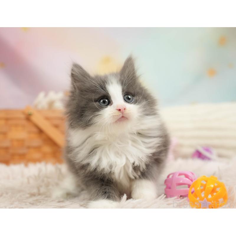 販売中の埼玉県のノルウェージャンフォレストキャット-138578の7枚目