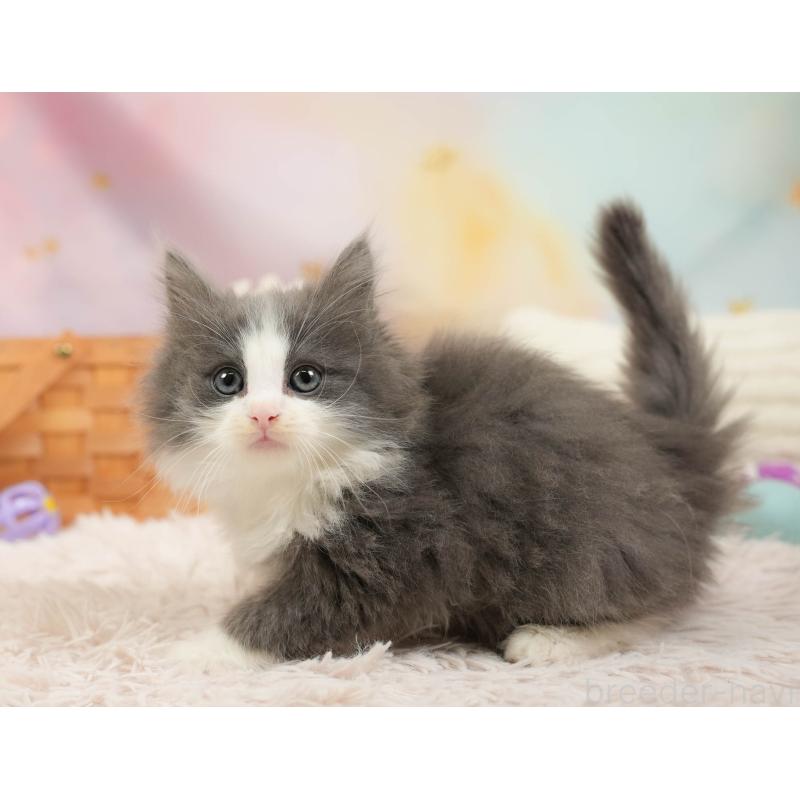 販売中の埼玉県のノルウェージャンフォレストキャット-138578の5枚目