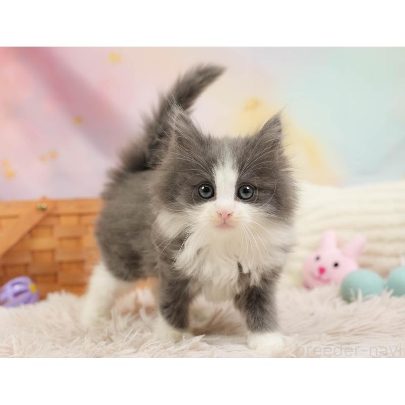 販売中の埼玉県のノルウェージャンフォレストキャット-138578の3枚目