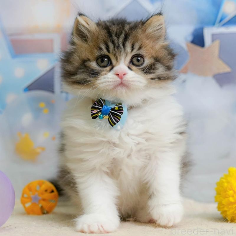 販売中の埼玉県のミヌエット-138568