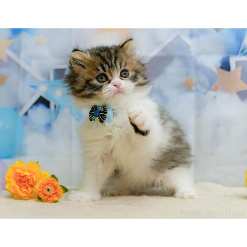 成約済の埼玉県のミヌエット-138568の9枚目