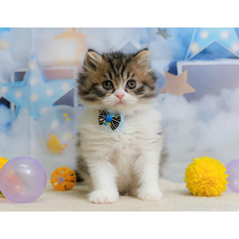 成約済の埼玉県のミヌエット-138568の6枚目