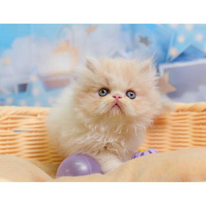 販売中の埼玉県のエキゾチックショートヘア-138566の10枚目