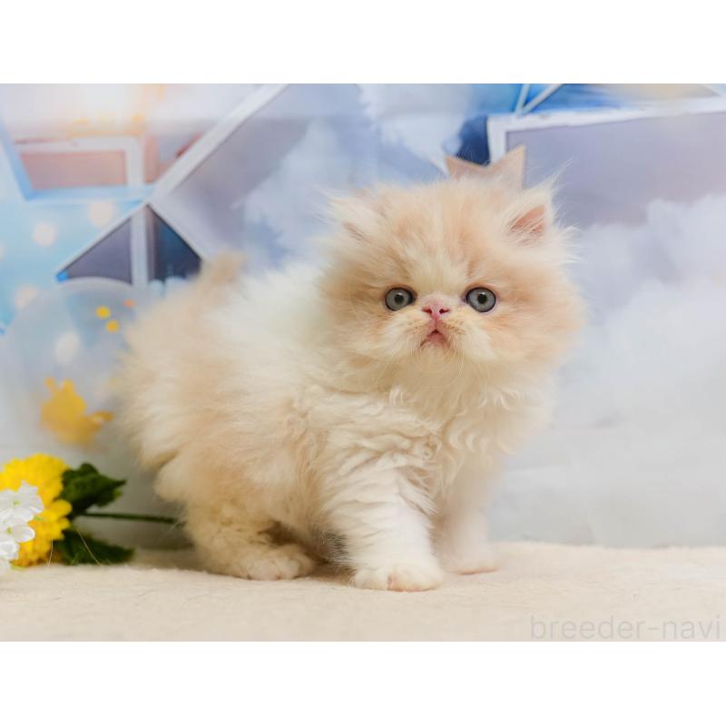 販売中の埼玉県のエキゾチックショートヘア-138566の9枚目