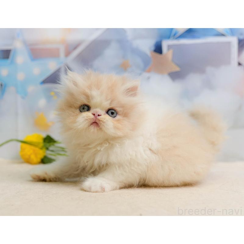 販売中の埼玉県のエキゾチックショートヘア-138566の7枚目