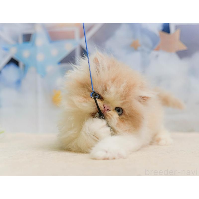 販売中の埼玉県のエキゾチックショートヘア-138566の4枚目