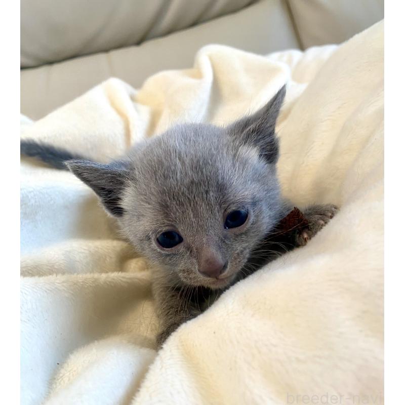 販売中の東京都のロシアンブルー-137892