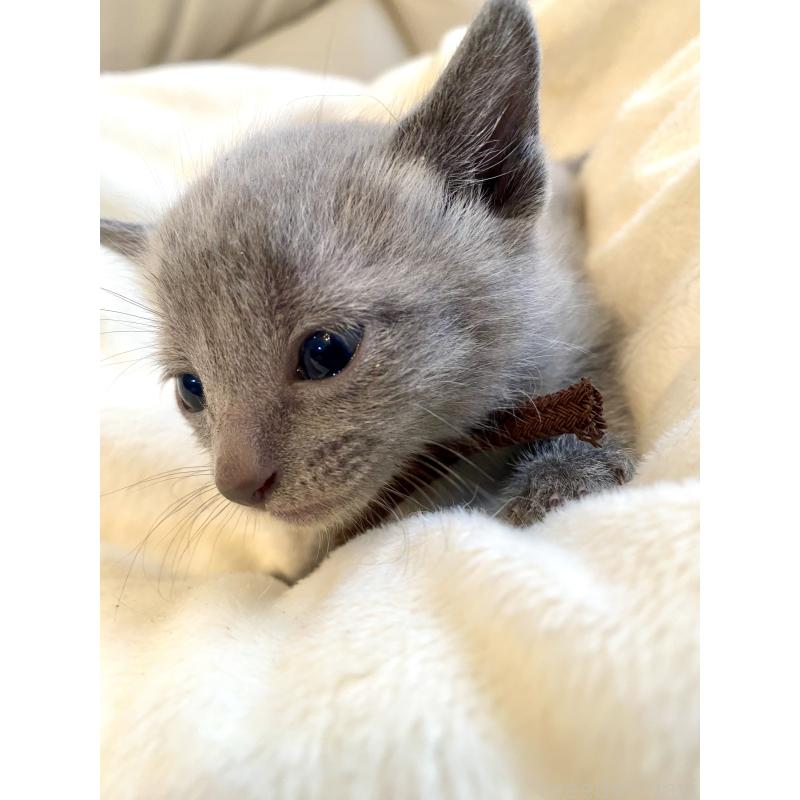 販売中の東京都のロシアンブルー-137892の7枚目