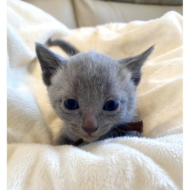 販売中の東京都のロシアンブルー-137892の6枚目